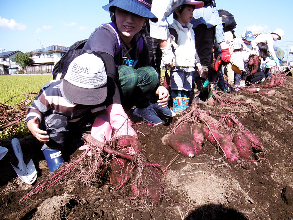 家族でさつまいも掘り